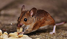 24 Hour & Emergency Exterminators in Curryville, MO